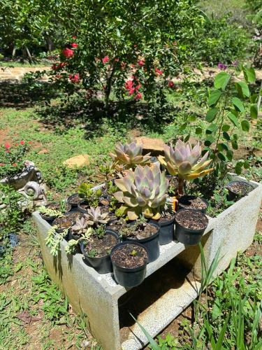 a bunch of potted plants in a stone planter at Hostal Villa San Rafael in Barichara