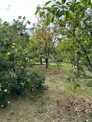a group of trees with oranges on them in a field at Villa Sara in Sarajevo
