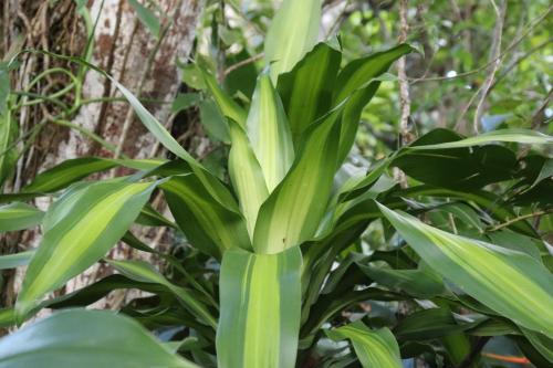a plant with green leaves in front of a tree at Harmony in Palenque