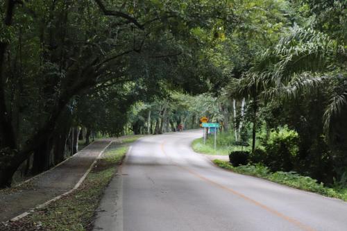 an empty road with trees on either side at Harmony in Palenque