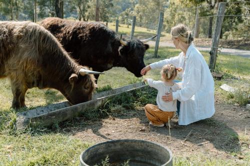 a woman and a little girl feeding a cow at Family Fun On The Farm! Close to Kenilworth Stylish Feed Friendly Cows Breathtaking 360 Views in Obi Obi