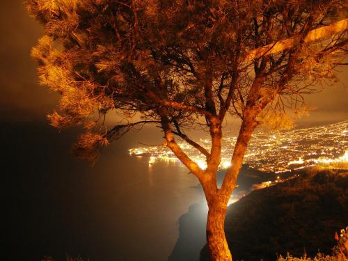 a tree on top of a hill with a city at Apartment Palma Madeira wandern und tauchen in Caniço