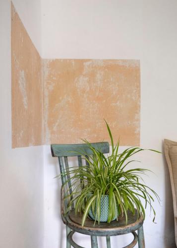 a plant sitting on a chair next to a wall at MILK HOUSE- Laidi Palace residency in Laidi