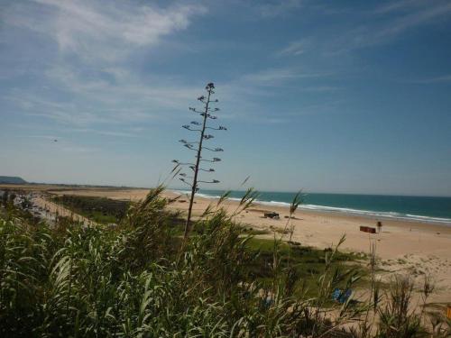plaża z wysoką rośliną przed oceanem w obiekcie Apartamento Terraza soleada w mieście Conil de la Frontera