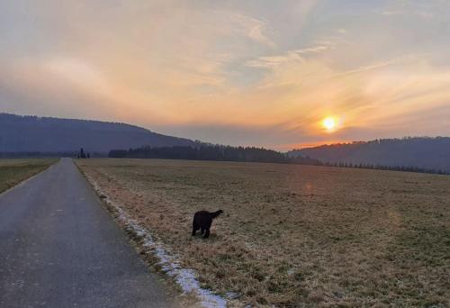 a cat standing in a field next to a road at Handwerker willkommen in Langweiler
