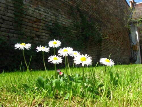 a group of white flowers in the grass at Relax House Ina in Novi Bečej