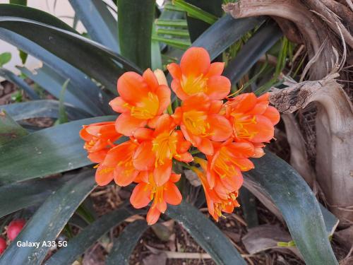 an orange flower in front of a plant at The Golden Grape B&B in Lutzville
