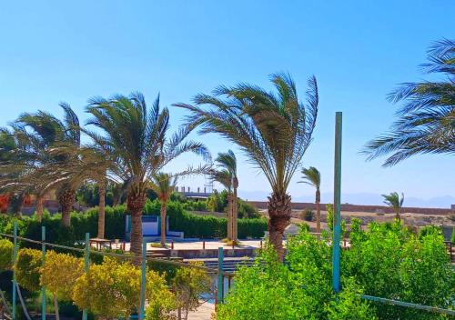 a group of palm trees in a park at Davinci Beach Resort in Hurghada