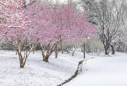a snow covered park with trees with pink flowers at Parkavenue Guesthouse in Seoul