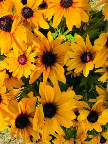 a bunch of yellow flowers in a field at Ferienhaus in Unterdeka