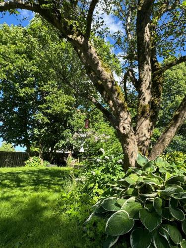 a tree in a yard with lush green grass at Haha Familjesol in Gothenburg