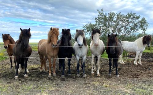a group of horses standing behind a fence at Áskot Cottages in Hella