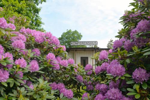 a bunch of purple flowers in front of a building at Tallhöjden Hotel & Cottage Lodge in Simlångsdalen