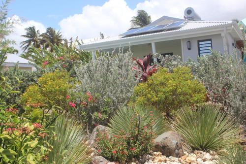 a garden in front of a house with plants at Iguane House Villas & Micro Spa in Sainte-Anne