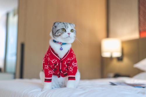 a cat wearing a sweater on a bed at Hyatt Regency Hua Hin in Hua Hin
