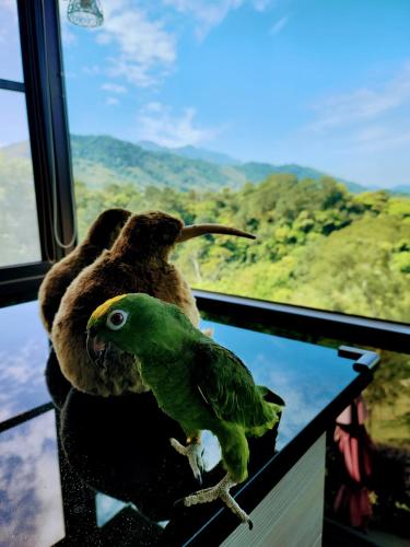 a green bird sitting on a window sill at 山水奇異San Shuei Kiwi桃園市民宿編號038 Homestay in Sanmin