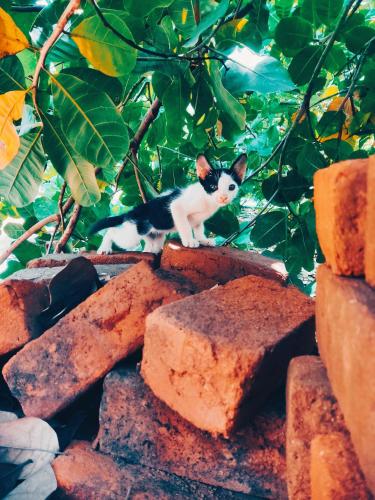 a black and white kitten standing on red bricks at Boomerang community in Auroville