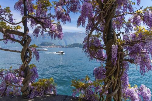 a tree covered in purple flowers next to a body of water at Tremezzo Ulivi Apt.7 in Tremezzo