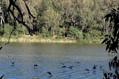 a flock of birds swimming in a lake at Cosy appartement a kenitra vue panoramique sur mer in Mehdiya-Plage