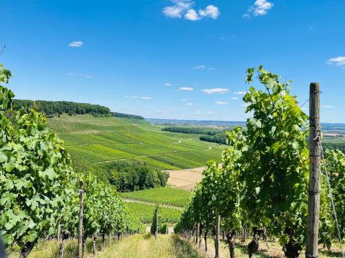 a view of a vineyard with trees and a pole at Appartments - Stromberg & Zabergäu in Erligheim