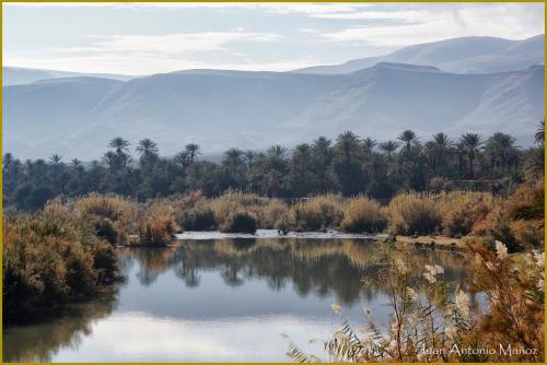 a lake with palm trees and mountains in the background at Lodge Hara Oasis in Agdz