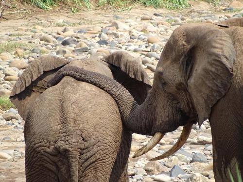 an elephant with its trunk on the back of another elephant at Emhosheni River Lodge in Balule Game Reserve