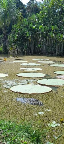 Gallery image of Amazon tucuxi in Mazán