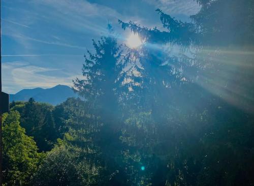 a large tree in the middle of a forest at T2 cocon avec balcon et parking in La Roche-sur-Foron