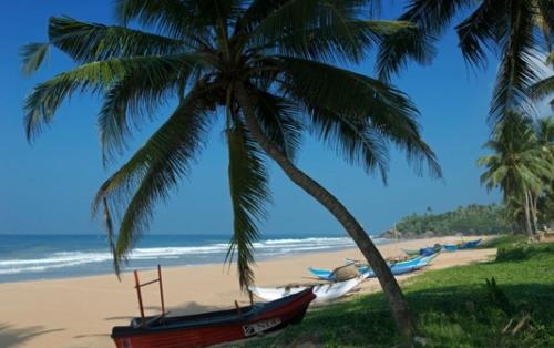 a palm tree and a boat on a beach at Mihinsa Guest in Kosgoda