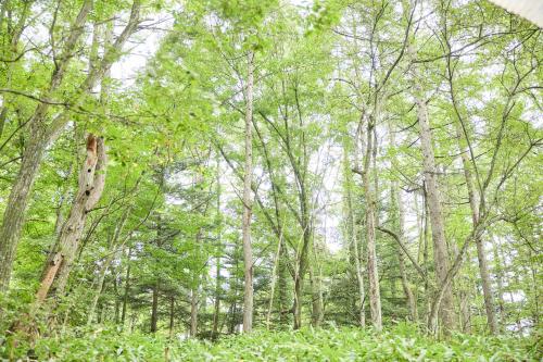 a forest filled with lots of trees and green leaves at モリテラス凛 -北軽井沢- in Naganohara