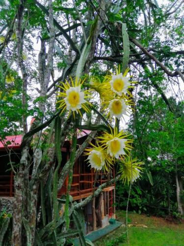 a bunch of yellow and white flowers in a tree at Hermosa Cabaña equipada, en medio de zonas verdes in Pedregoso