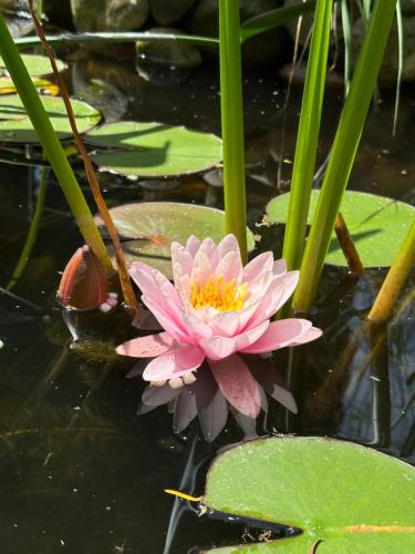 a pink water lily in a pond with green leaves at B&B Cosy Garden in Alblasserdam