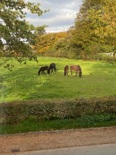 a group of horses grazing in a field at Vida Verde in Valkenburg
