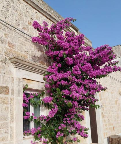 a bunch of purple flowers on the side of a building at Milura Home - con vasca idromassaggi in Locorotondo