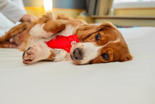 a dog laying on the floor with a toy at ibis Santo Andre in Santo André