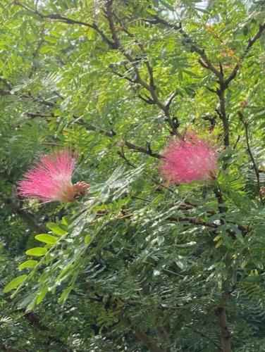 two pink flowers on a tree branch at Boundless Bliss Hotel in St Thomas