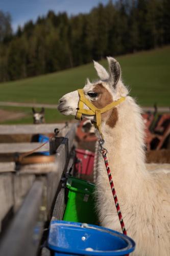 a llama with a yellow leash on a fence at Schupferhof in Petersberg