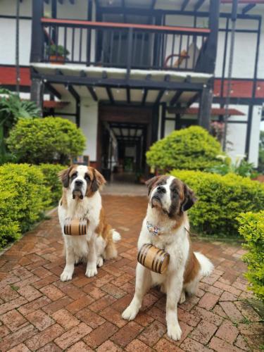 Huéspedes con una o varias mascotas en Coffee Tree Boutique Hostel