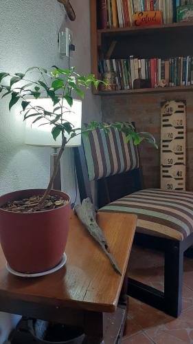 a potted plant sitting on a table next to a chair at Monte Guesthouse in Puerto Libertad