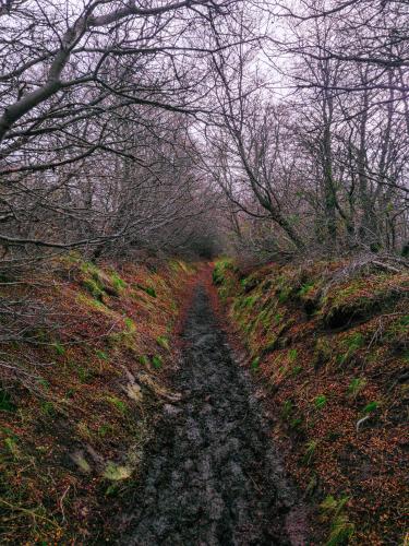 a dirt road in the middle of a forest at Constantino Hostel by lo de Guille in El Chalten