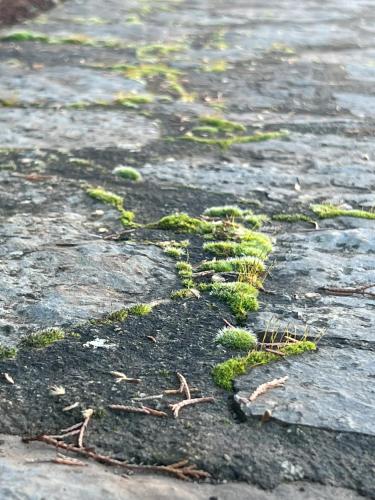 a patch of grass growing on the ground at Mountain View - Full Villa in Polydrossos