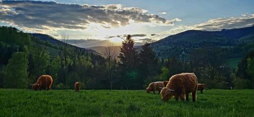 a herd of cows grazing in a field of grass at Apartmán v Beskydech in Dolní Lomná