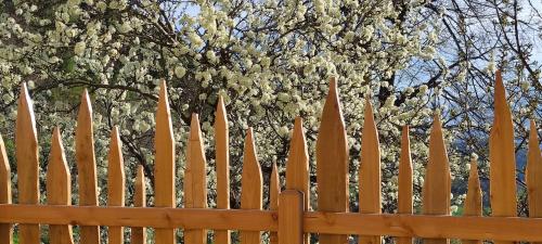 a wooden fence with a flowering tree behind it at Aschnerhof Auf´m Egg in Collalbo