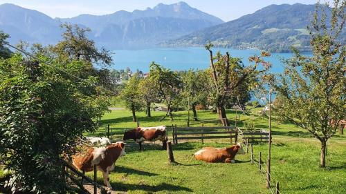 a group of cows in a field near a fence at Biobauernhof Lublasser "Dickerl" in Steinbach am Attersee