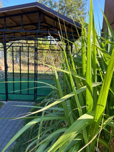 un gazebo avec une clôture et quelques plantes dans l'établissement Cztery Sosny - noclegi Zasieki, à Zasieki