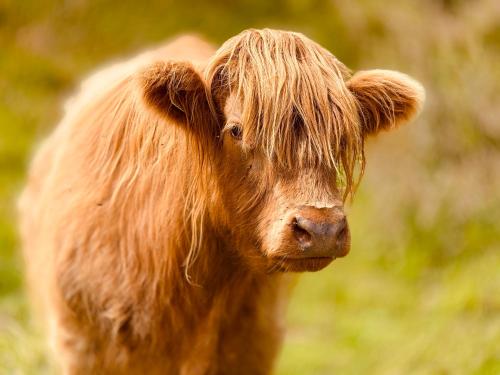 Animales en la casa vacacional o alrededores