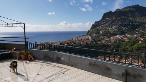 a dog standing on a balcony looking at the ocean at Paraíso Pico da Torre in Câmara de Lobos