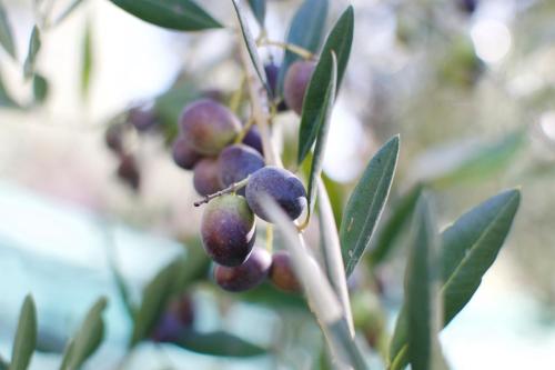 a bunch of fruit on a tree branch at Borgodoro - Natural Retreat in Magliano Sabina