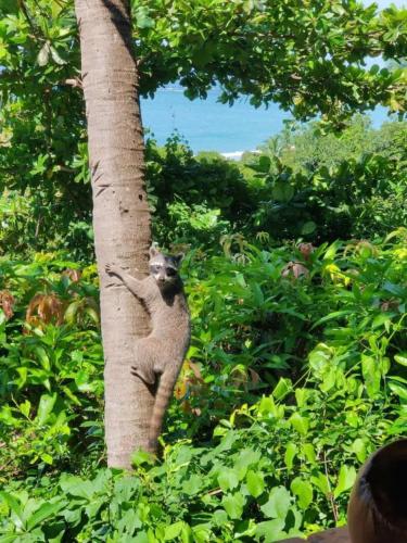 a monkey standing on the trunk of a tree at Tico Tiki Vacation Villa, 3 Bedroom in Sámara