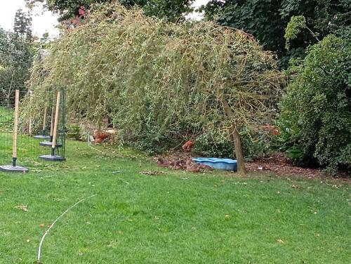 a row of trees in a yard withgrass at Adventure Cabin Retreat 'The CabAnne' No Shower in Dublin